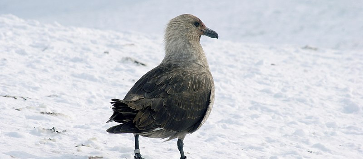 Una skua, el animal del que se han encontrado varios ejemplares muertos por el virus