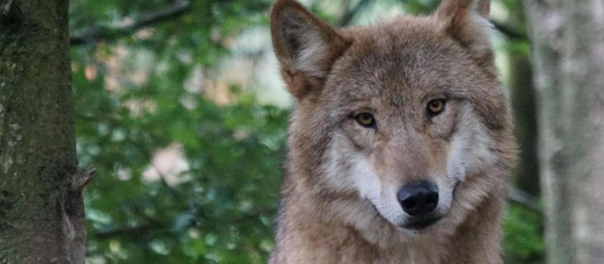 Lobo Ibérico