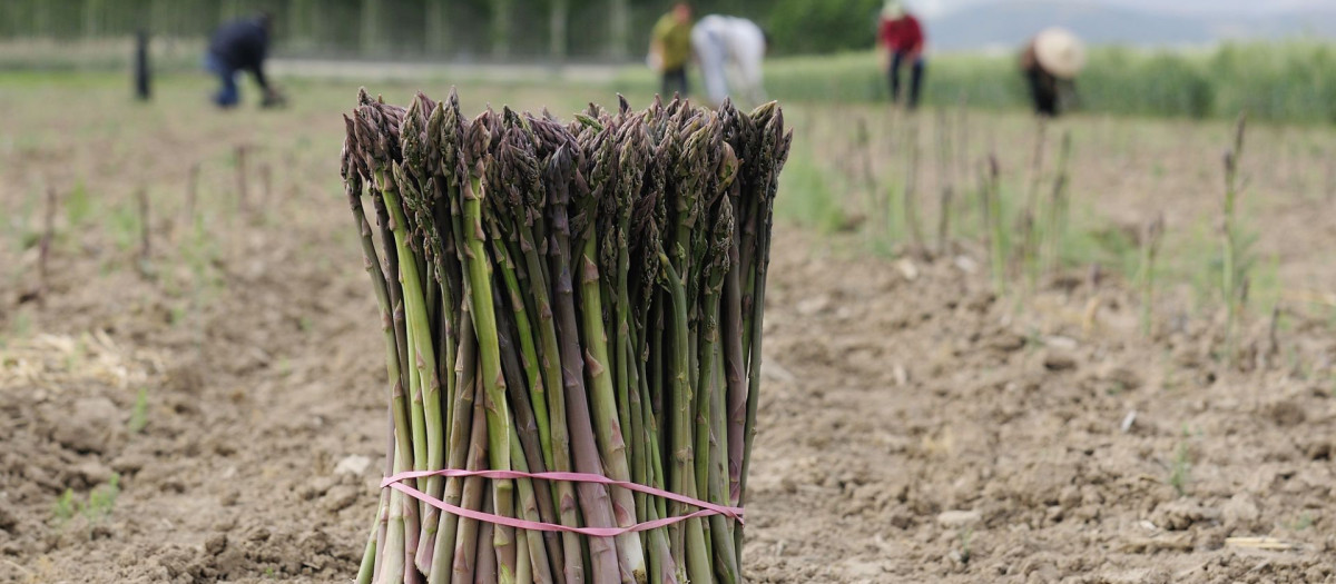 Los agricultores del municipio de Huétor Tájar recogen los espárragos para la tortilla