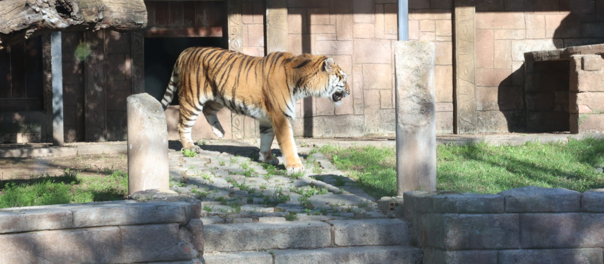 Los dos nuevos ejemplares de tigre de bengala del Centro de Conservación Zoo Córdoba, en imágenes