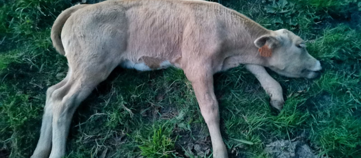 Ternero muerto tras sufrir una infección por un ataque de lobo en Lugo