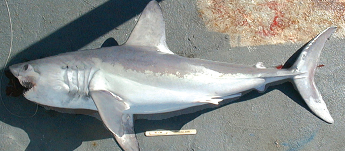 Ejemplar de marrajo sardinero