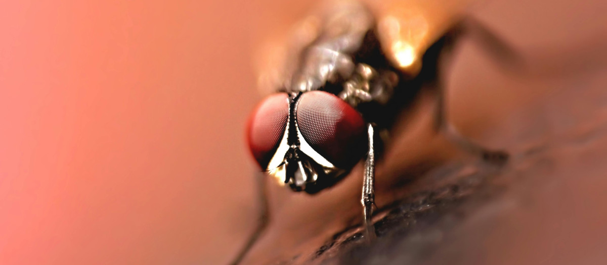 Una mosca, protagonistas del milagro de san Narciso.
