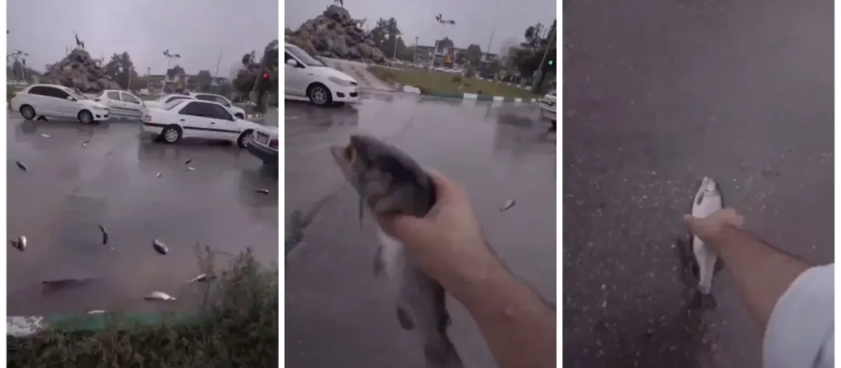 Imágenes de la lluvia de peces en Irán