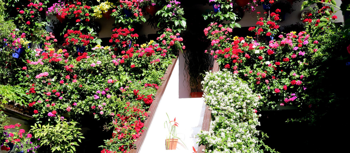 Patios cordobeses, ruta del barrio de San Basilio