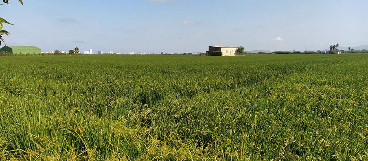 Imagen arroz del Palmar