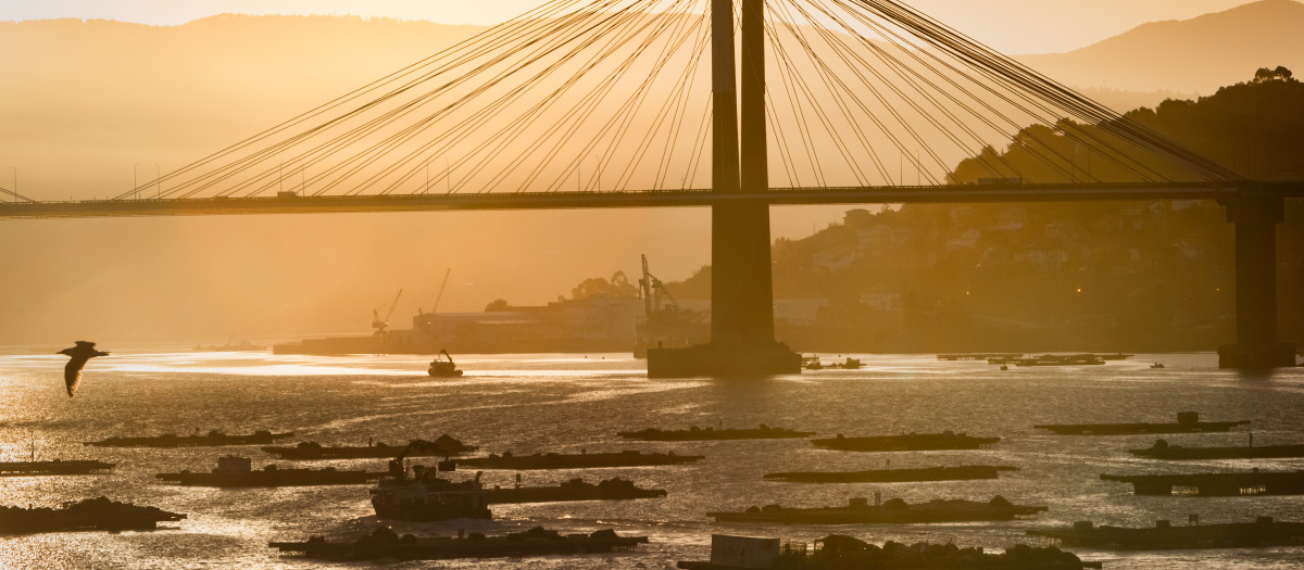 Varias bateas para pescar mejillones bajo la vigilancia del puente de Rande