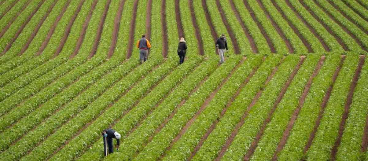 agricultura