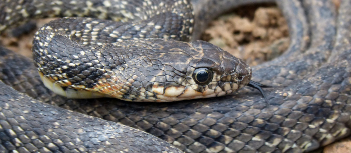 Serpiente de herradura