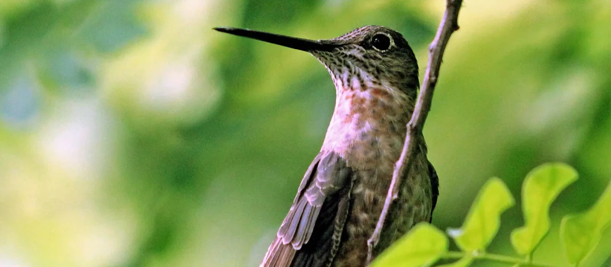 Colibrí gigante