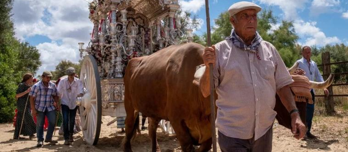 Carreta del Simpecado de la hermandad de Olivares, tirada por bueyes