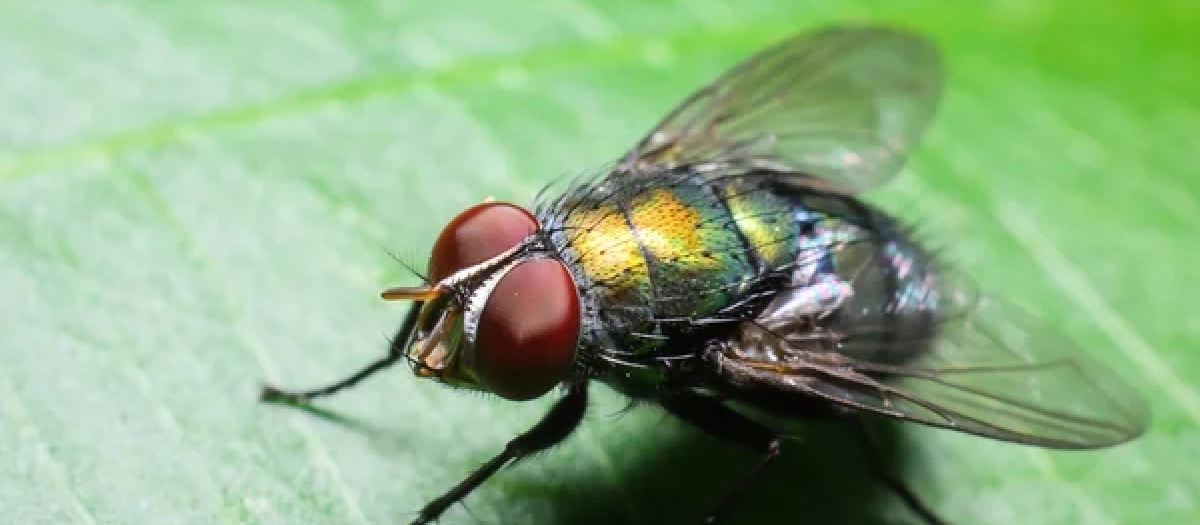 Una mosca común