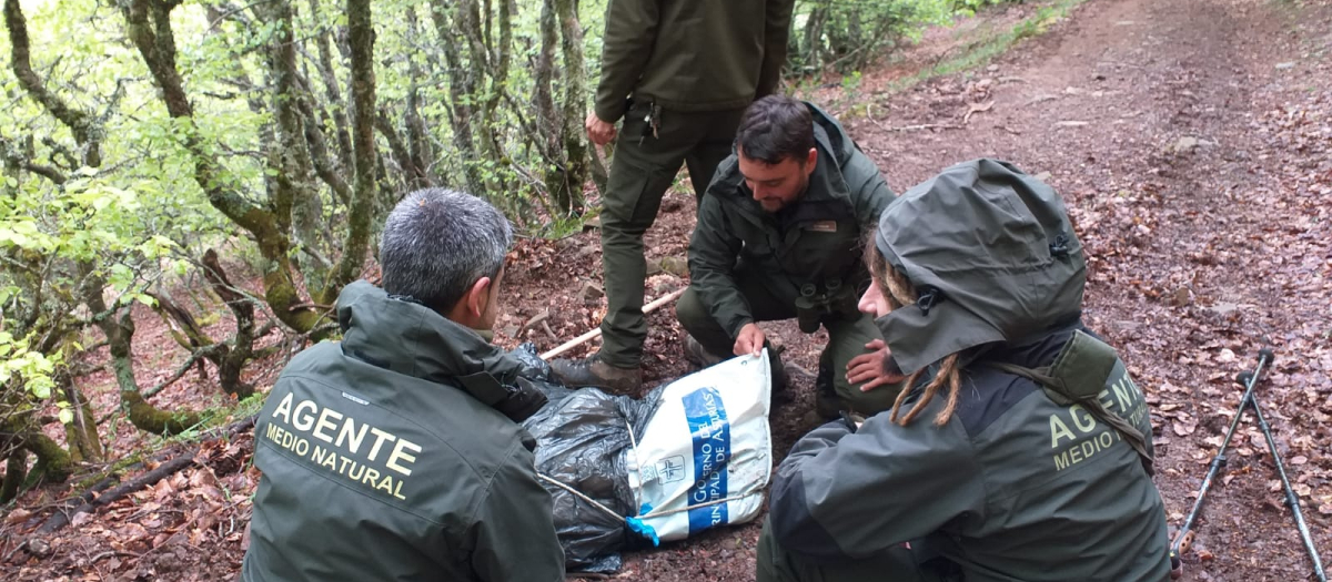 Agentes del medio natural analizan el cadáver del animal