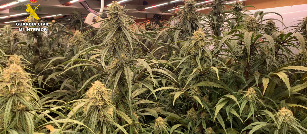 La Guardia Civil ha intervenido un total de 1.200 plantas de marihuana y ha desmantelado dos plantaciones de las denominadas “Indoor”