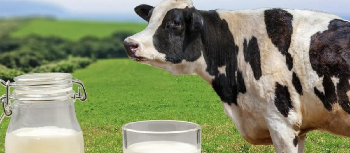 La AESAN desaconseja el consumo de leche cruda sin hervir previamente, debido al riesgo de presencia de microorganismos patógenos