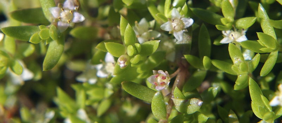 Crassula helmsii