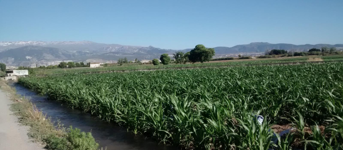 La Vega de Granada es el espacio agrícola y ganadero que tradicionalmente ha provisto de alimentos a la ciudad