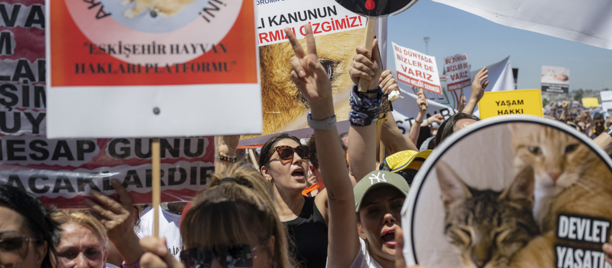 Activistas por los derechos de los animales asisten a una protesta contra el proyecto de ley del partido gobernante AKP destinado a sacar a los perros callejeros de las calles