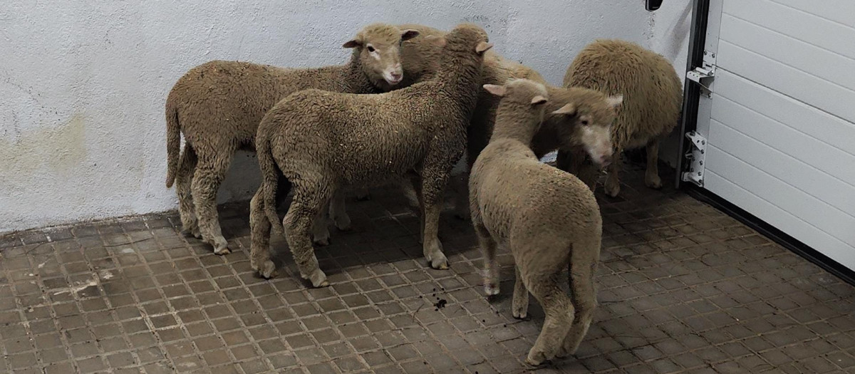 Corderos recuperados