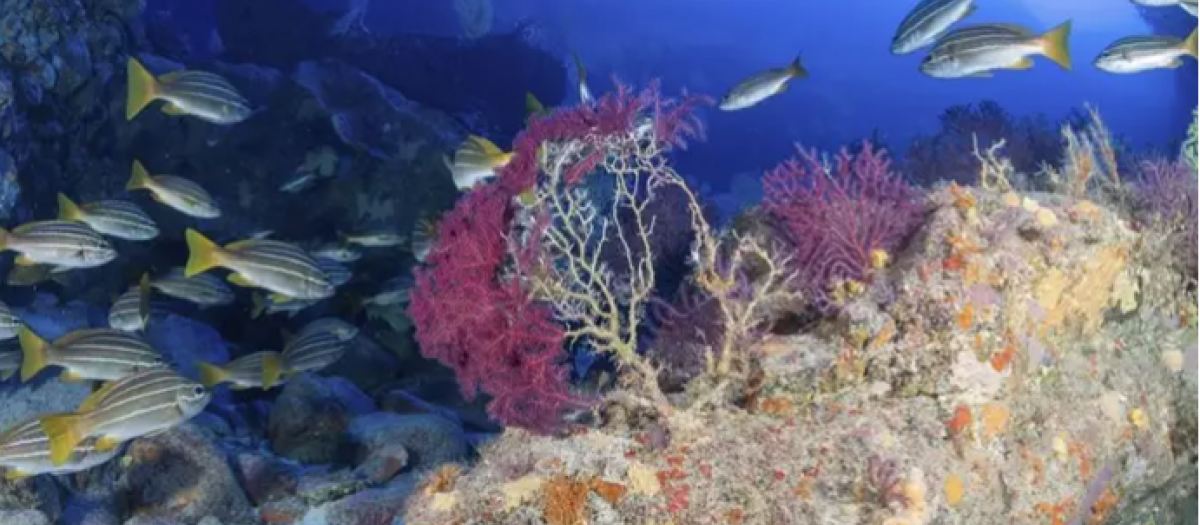 Imagen del fondo marino del Archipiélago canario