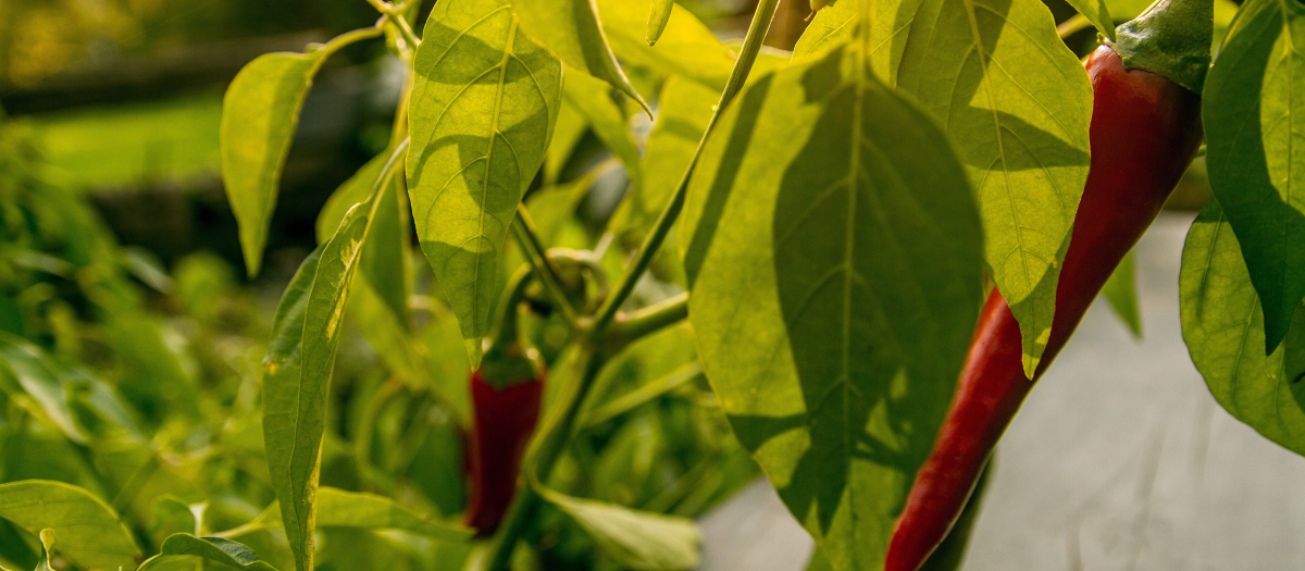 Imagen de pimientos cultivados