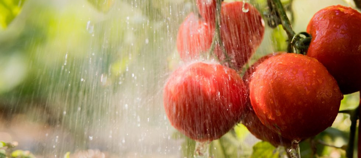 Un cultivo regado con agua desalada