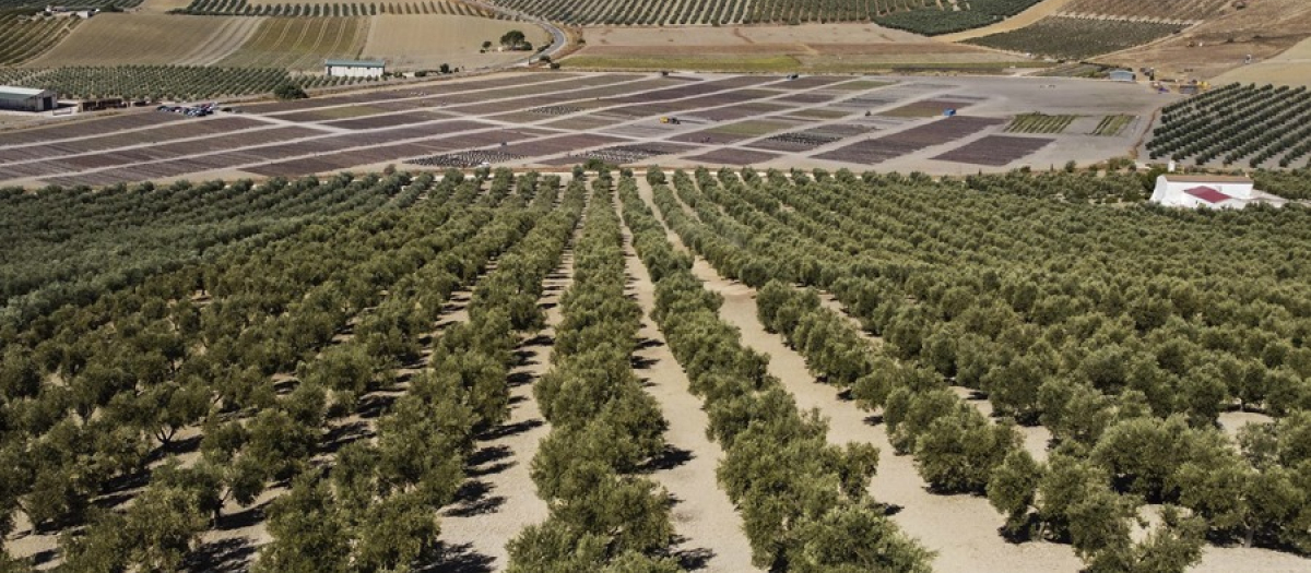 Campo con olivos en Córdoba