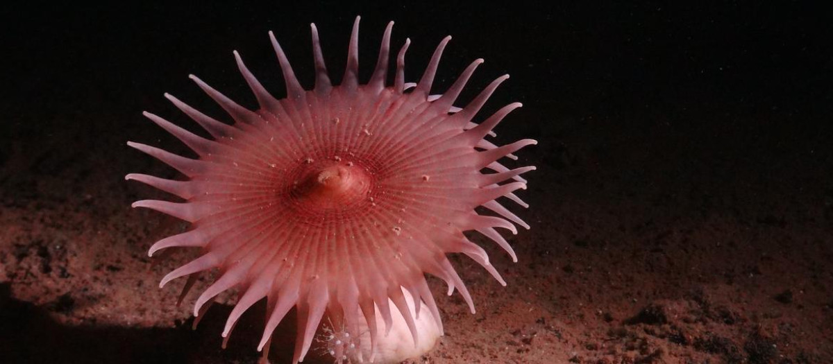 Anémona de mar