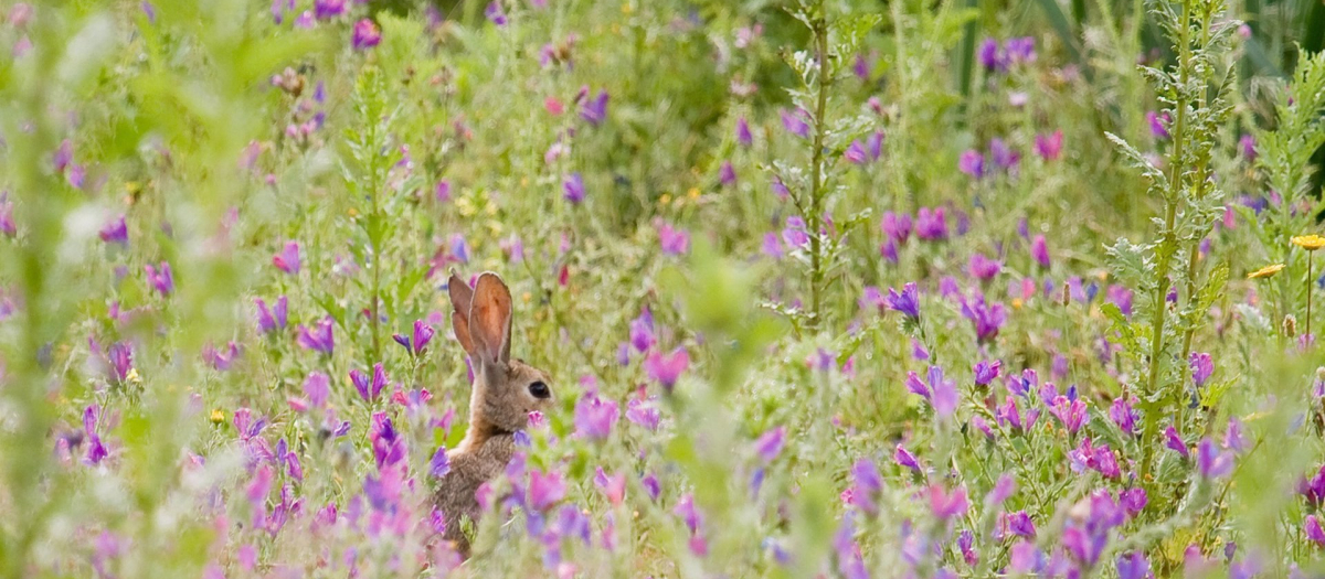 Conejo en el campo