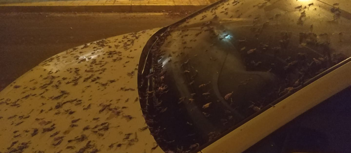 Vehículo afectado por la suciedad de las jacarandas en Alicante