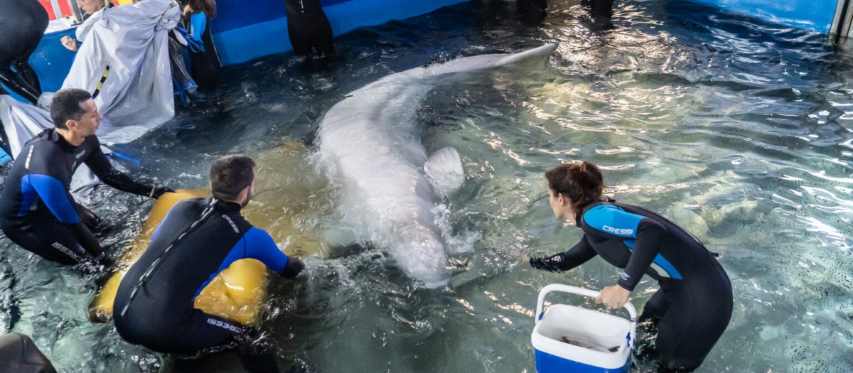 Una de las belugas rescatadas en Ucrania, ya en el Oceanográfico de Valencia