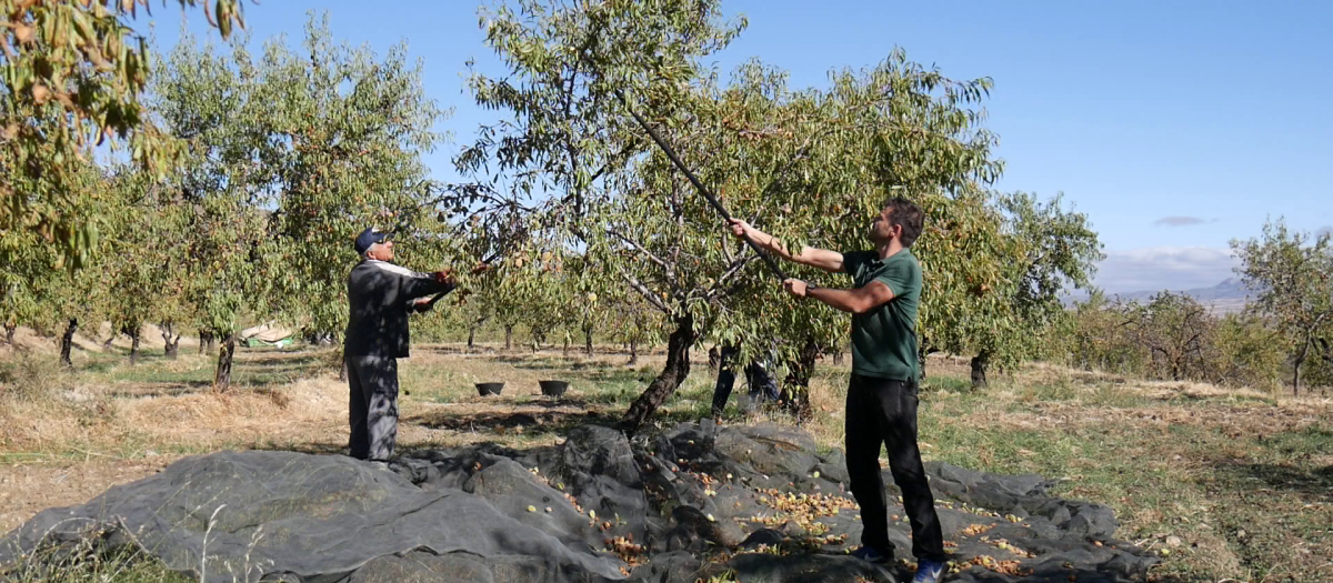 La agricultura regenerativa reivindica que la salud del suelo está intrínsecamente ligada a la sostenibilidad total de nuestro sistema alimentario