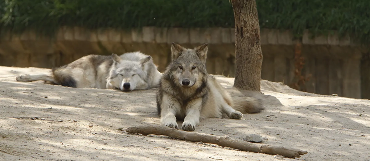 Dos lobos en un zoólogico