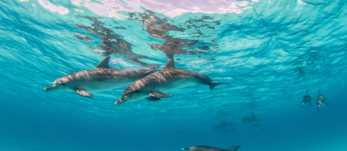 Delfines nadando en Bahamas