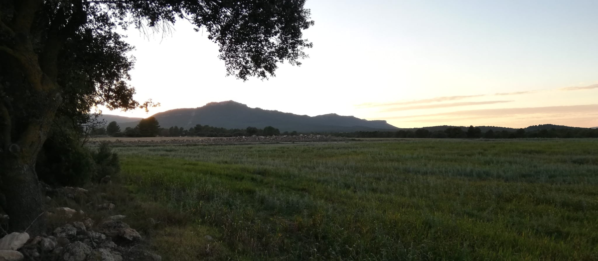 Emplazamiento donde está previsto implantar 25 plantas fotovoltaicas, en Ayora, Valencia