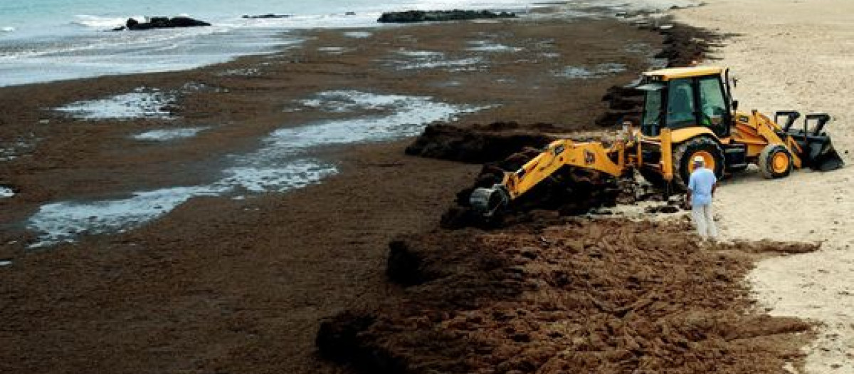 Imágenes de una playa llena de alga asiática