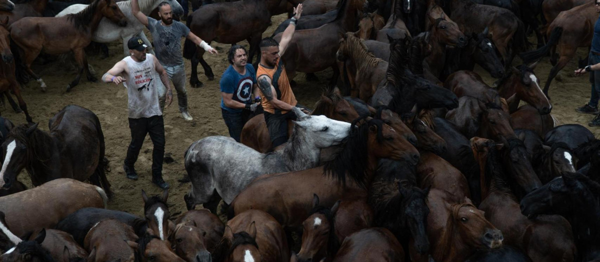 La Rapa das Bestas una lucha cuerpo a cuerpo entre animal y hombre