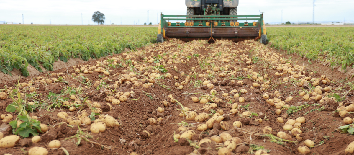 Cosecha de patatas en una finca de La Rinconada, en Sevilla