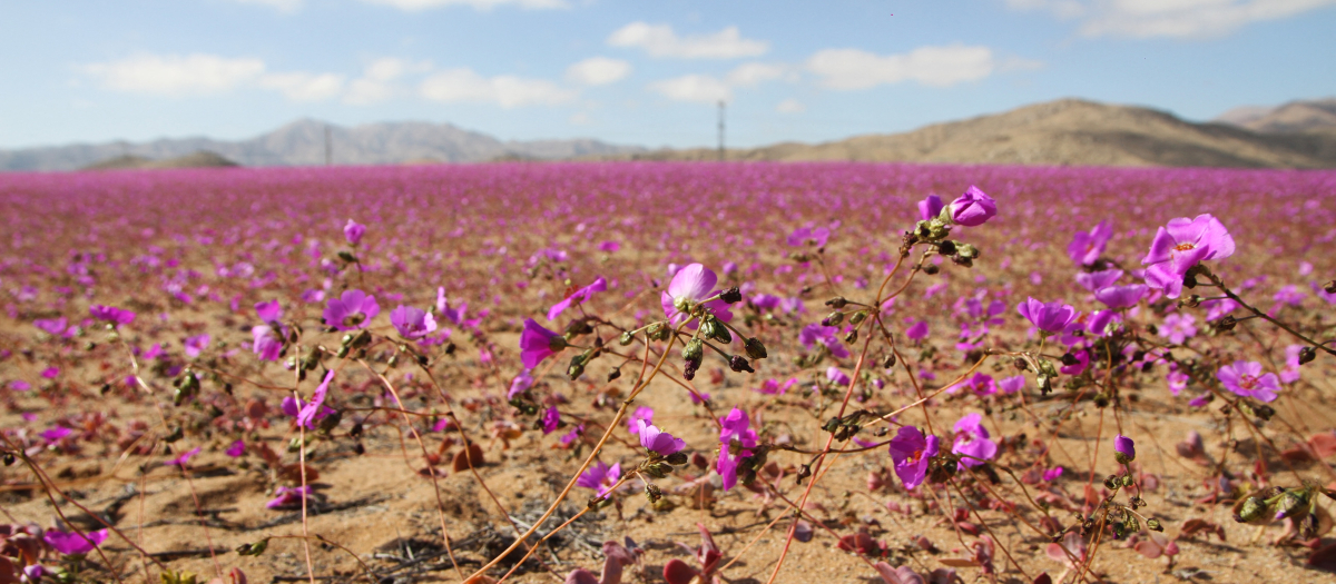 Vista del desierto de Atacama cubierto de flores en Copiapó, Chile