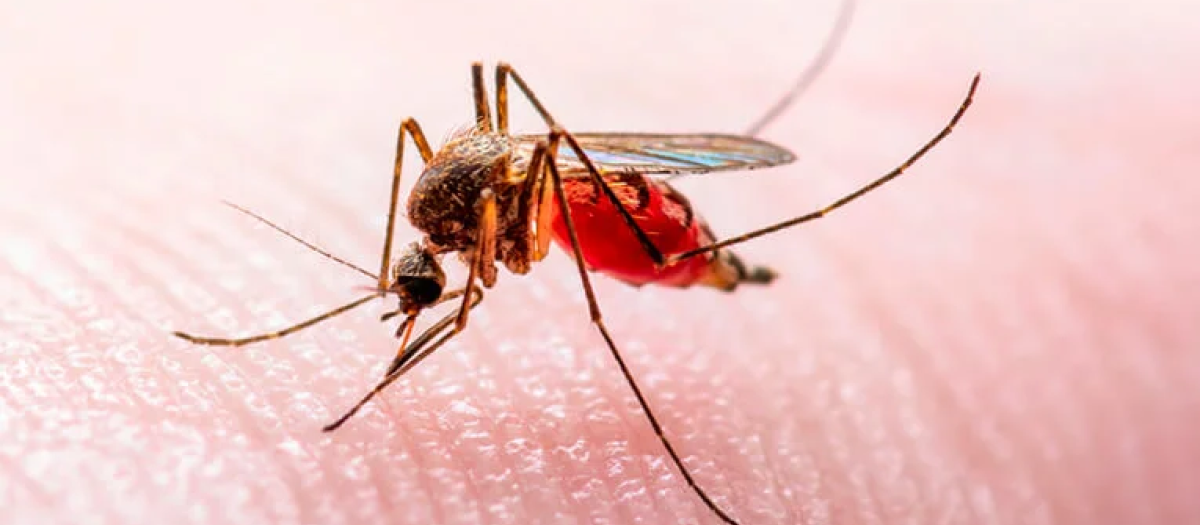 Los mosquitos transmiten el virus del Nilo