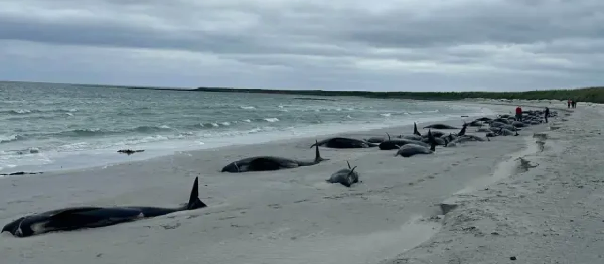 77 ballenas varadas en una playa de Escocia