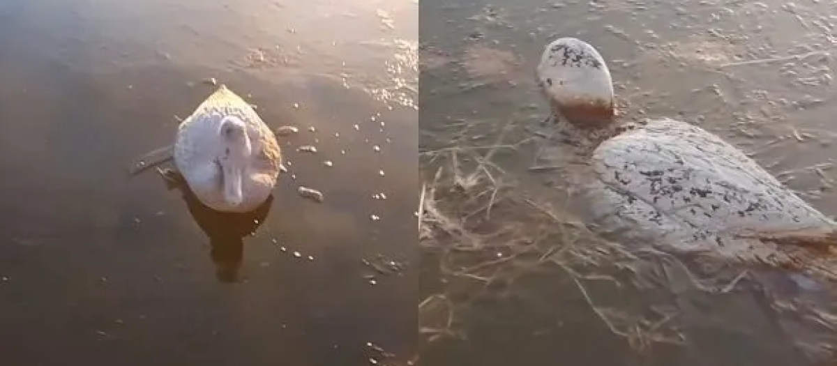 Patos congelados en Argentina