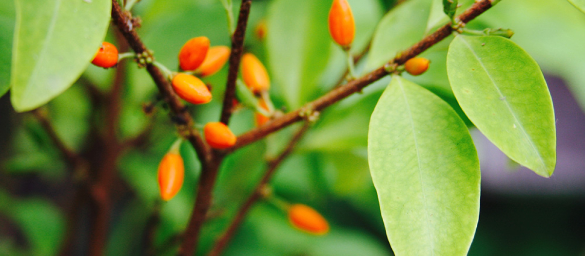 Planta de coca