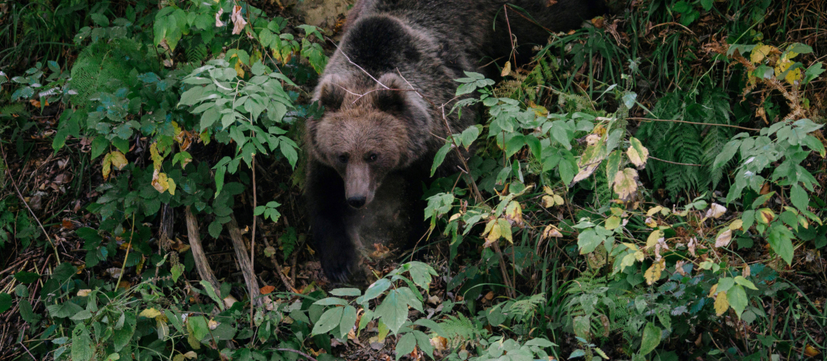 Un oso en Rumanía desciende hacia una carretera para recoger comida arrojada por un camionero