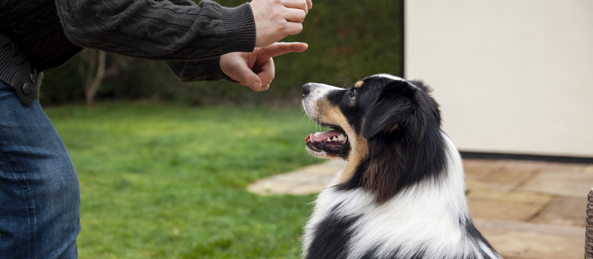 Un dueño adiestra a su perro