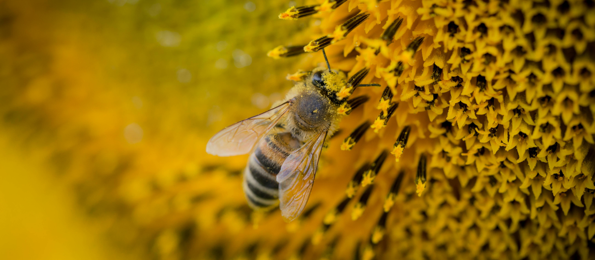 Una abeja volando junto a una flor