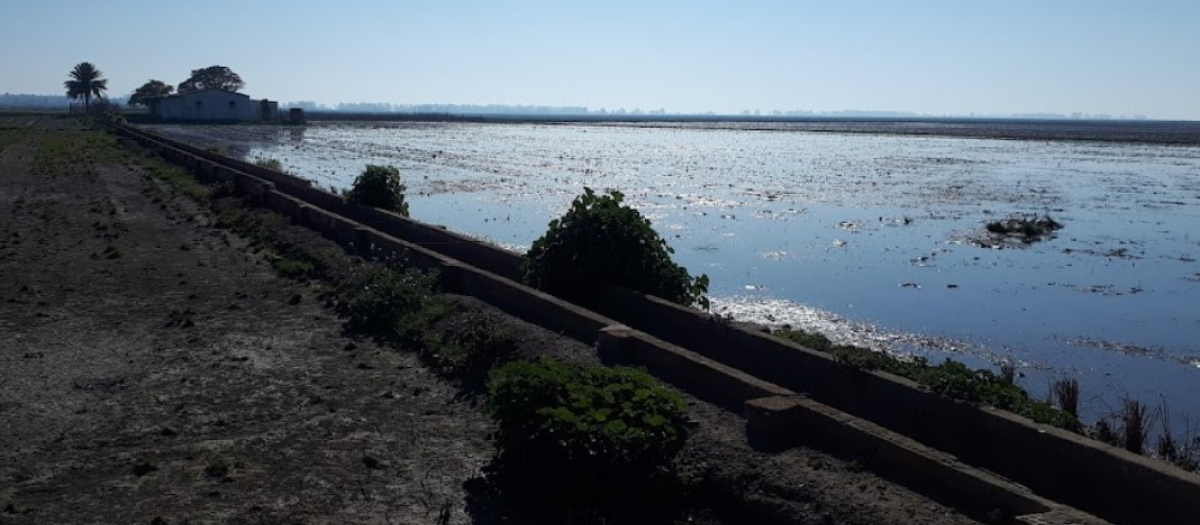 Este tipo de mosquitos vive en entornos naturales cálidos y muy húmedos, como las marismas