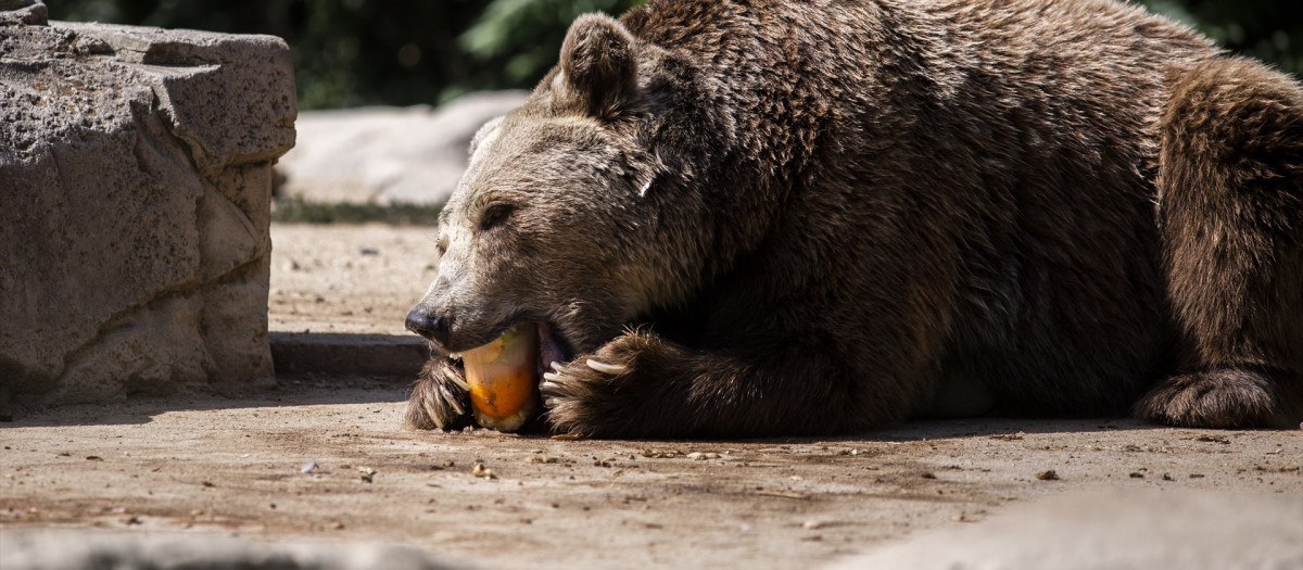 Un orso pardo en el Zoo Aquarium de Madrid