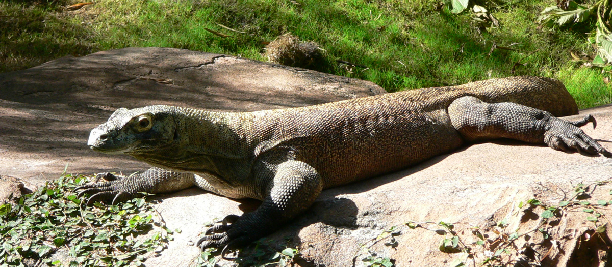 Dragón de Komodo