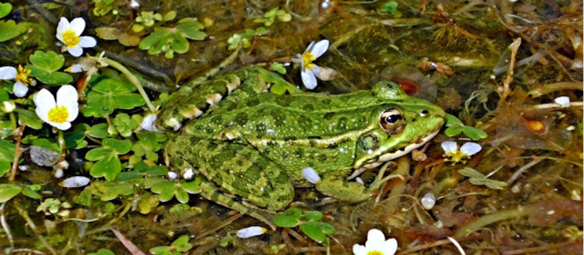 Güéjar Sierra reubica una colonia de ranas porque su croar molesta a los vecinos